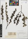 Foto von Salix fragilis L. x Salix pentandra L.
